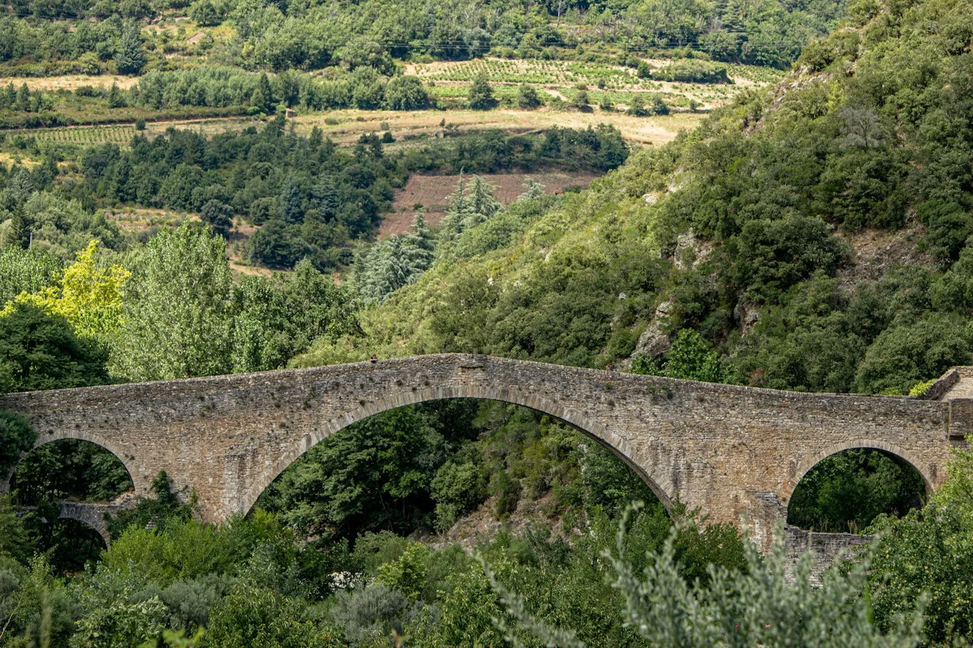 Paysage de l'Aude entre vignes et collines
