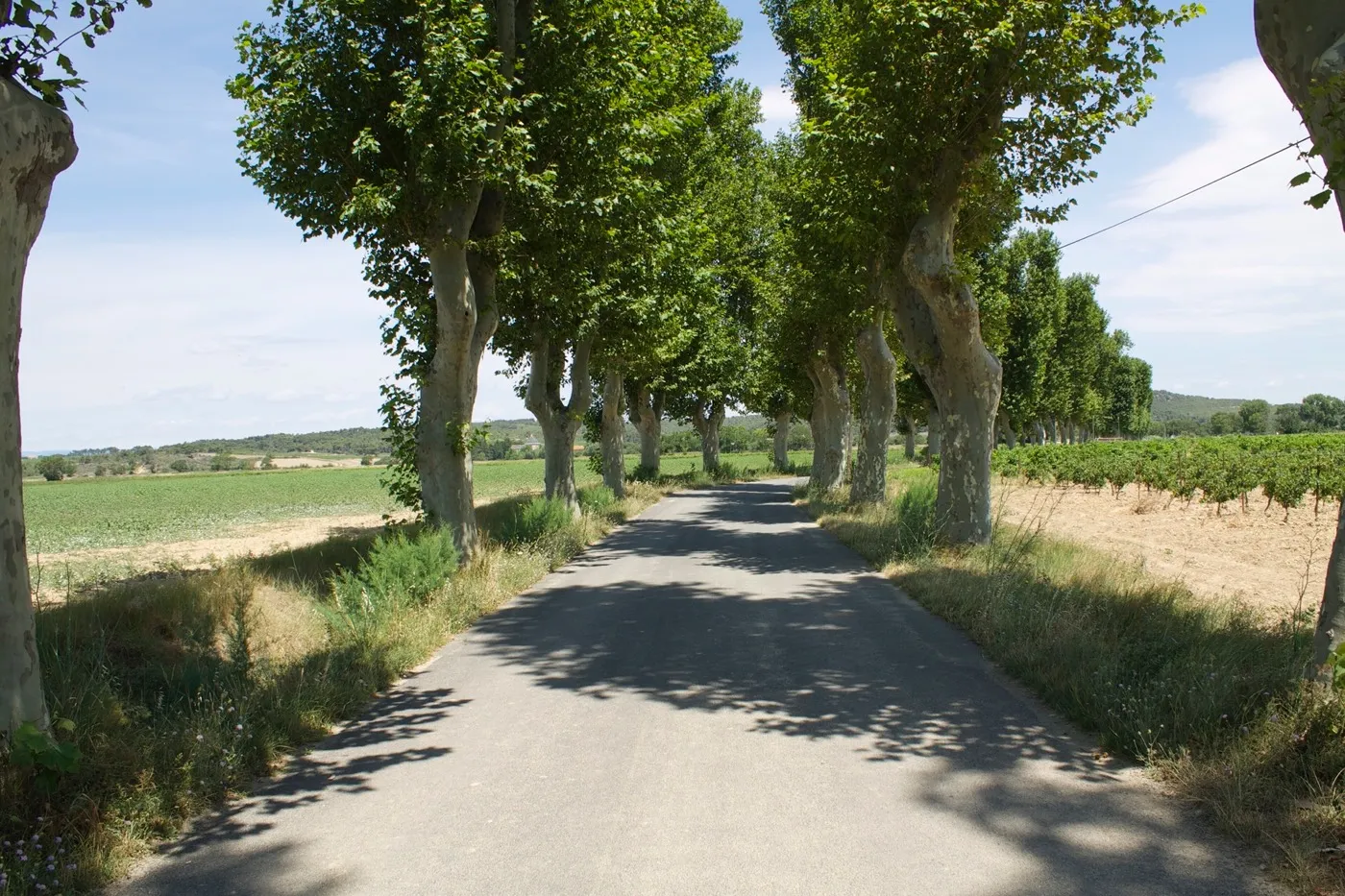 Allée de platanes entre les vignes à Salles-d'Aude